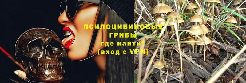 Псилоцибиновые грибы Magic Shrooms  даркнет сайт  Шадринск 